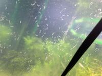 朝起きたらヤマトヌマエビが全滅しており 水槽にこのようなも Yahoo 知恵袋