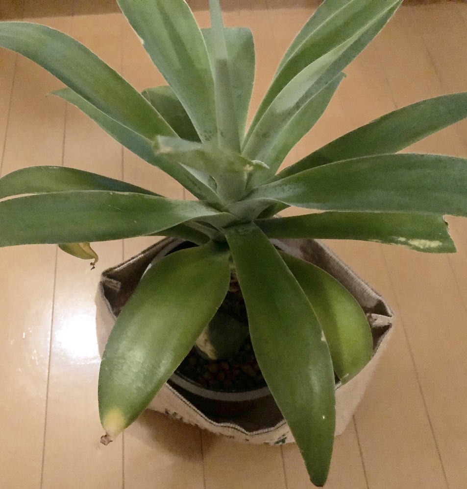 観葉植物  ベネズエラ アテナータ サボテンなど 先週アガベアテナータとベネズエラの2鉢を購入しました。しかしどちら