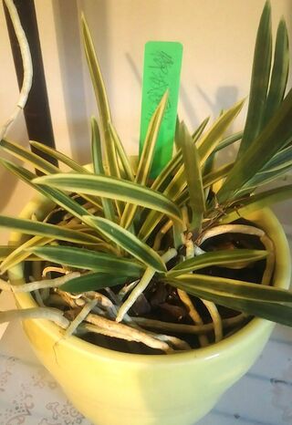 風蘭 植え 替え 時期 誕生 日 ライン 友達