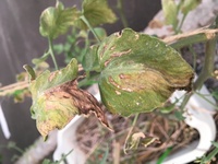 ミニトマトの葉が所々枯れてきてしまいました こちらで伺ったとこ Yahoo 知恵袋