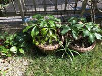 根腐れしてしまった植物は もう復活させることはできないのでしょうか Yahoo 知恵袋