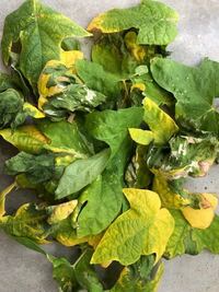 最近朝顔の下の方の葉っぱが黄色くなり 枯れた感じになっています Yahoo 知恵袋