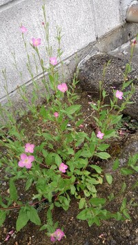 夏に道端やあぜ道に良く咲いているこの花の名前を教えてください アカ Yahoo 知恵袋