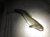 先日 川で画像のナマズを釣り上げました 種類を調べてもイマイチ Yahoo 知恵袋