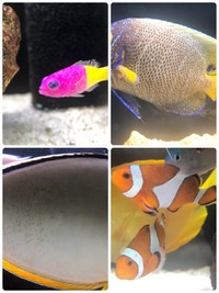 海水魚水槽が崩壊しそうです 助けてください 海水魚水槽を立ち上げて6ヶ月 Yahoo 知恵袋