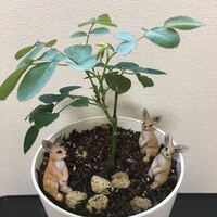 切り花のバラからの挿し木について伺います よく 地植えのバラの挿し木に Yahoo 知恵袋