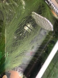 水槽の水草から気泡がブクブクブクと出ているのですが 水槽の状態が Yahoo 知恵袋