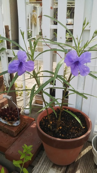 花の名前を教えてくださいキョウチクトウに似た葉に紫の可憐な花です ２０セ Yahoo 知恵袋