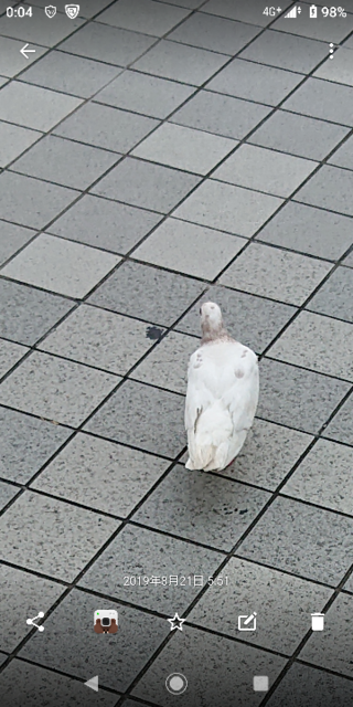 この鳩って 何て言う種類の鳩ですか アルビノって病気の鳩 Yahoo 知恵袋