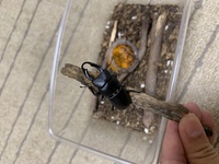 カブトムシやクワガタムシは本当のところ益虫ですかそれとも害虫ですか カミ Yahoo 知恵袋