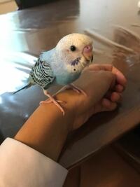 セキセイインコを飼い始めたんですけど まだヒナで性別不明です Yahoo 知恵袋