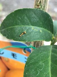 レモンの木に虫が付いてしまいましたが虫の種類がわかりません Yahoo 知恵袋