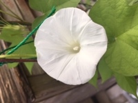 朝顔の花が白色ばかり咲きます これって土 栄養 の問題でしょうか 朝 Yahoo 知恵袋