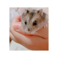 犬の眼球突出 うちの６歳のチワワの眼球が突出してしまいました リードを引っ Yahoo 知恵袋