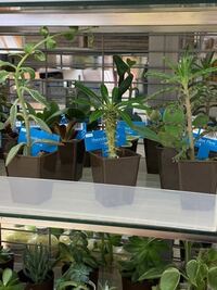 このトゲトゲの観葉植物の名前を教えてください 100均で Yahoo 知恵袋