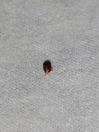 茶色の変な虫が出ます 布団や絨毯の上にいました 赤茶っぽくて５mmくらい Yahoo 知恵袋