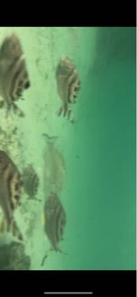 手前の縞模様がある魚は何て名前でしょうか コトヒキ ですね 別名は Yahoo 知恵袋