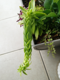 この新芽の生えかた まずい 徒長した多肉植物 おそらく火祭り を仕立 Yahoo 知恵袋