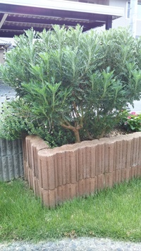 ユリオプスデージーの剪定 切り戻し２年前に畑に植えたユリオプスデ Yahoo 知恵袋