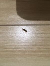 都合よく期待することを 虫が良すぎる といいますが この 虫 とはどんな Yahoo 知恵袋