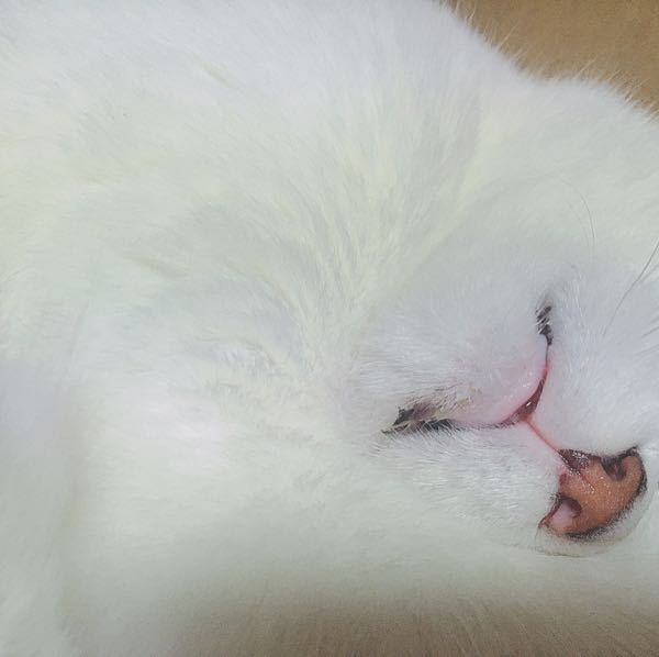 なぜ、猫をみたらよだれが出るのでしょうか？ - よだれが出るくらい 