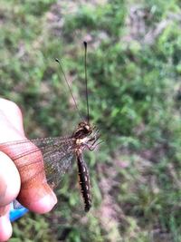 物の単位についてなんで蝶々は頭で数えるのでしょうか 蝶々だけ単位が頭だと Yahoo 知恵袋