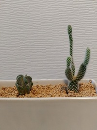 サボテン育てるとき 土は必要ですか 細かい石のみで植えちゃったんですけ Yahoo 知恵袋
