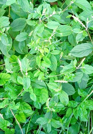 このシソ科の花の付き方に似た花を持つ草の名前を教えて下さい Yahoo 知恵袋