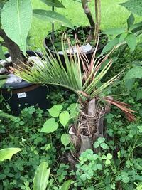 かき菜の栽培でお聞きします 毎年かき菜をやっているのですが 少ししか Yahoo 知恵袋