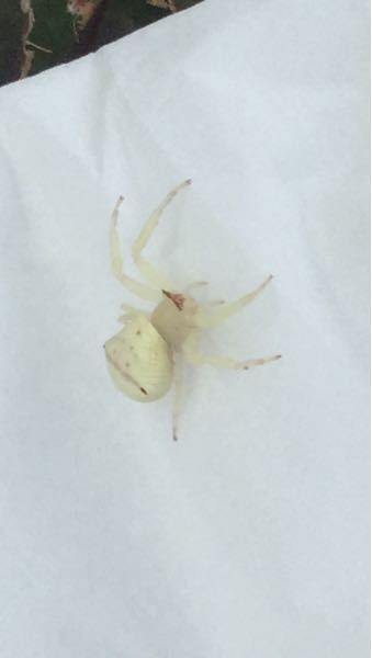 一昨日の夜、洗面所にて真っ白な蜘蛛を発見しました。この蜘蛛の名前