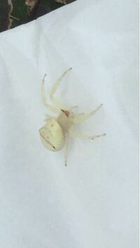 この白い蜘蛛はなんですか 名前など教えてください 家の天井に Yahoo 知恵袋