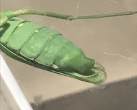 庭で捕まえたカマキリですが 性別が分からなくて困っています 産 Yahoo 知恵袋