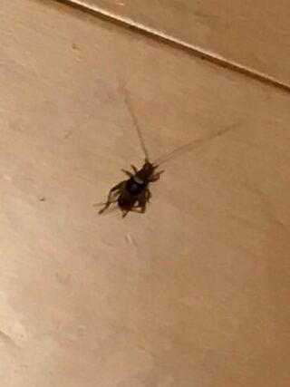 家の中にいたこの虫はなんでしょうか ゴキブリかコオロギじ Yahoo 知恵袋