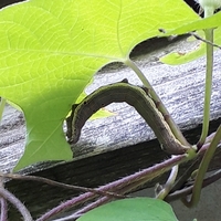 朝顔にいるこの幼虫はなんでしょうか 害虫でしょうか ナカジロシタバ Yahoo 知恵袋