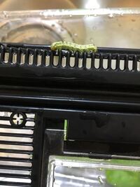 青虫を育てているけど 育て方がわかりません 教えてください ちな Yahoo 知恵袋