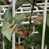 となりの植木に毛虫が発生していました 何という種類の虫でしょうか また毒 Yahoo 知恵袋