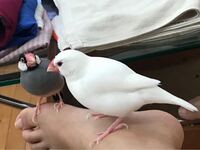 シナモン文鳥の雄 6歳ですが凶暴で困っています 白文鳥や桜文鳥を前に飼って Yahoo 知恵袋