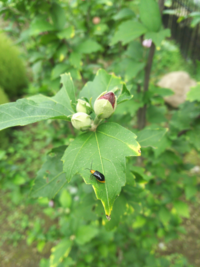 春に移植したムクゲの木に虫がついています 何匹も見かけたので気になりまし Yahoo 知恵袋