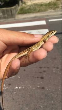 カナヘビの病気について教えて下さい 二ヶ月前から飼いはじ Yahoo 知恵袋