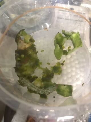 ピーマンについてたのですがこれは芋虫ですか ですね タバ Yahoo 知恵袋