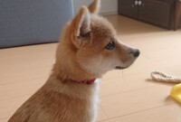 柴犬には たぬき顔とキツネ顔があるそうですが 私の柴犬は たぬ Yahoo 知恵袋