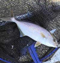 この魚はショゴですか 小田原の堤防からルアーで釣りました イナ Yahoo 知恵袋