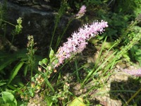 この植物はヤブランでしょうか この花の育て方などわかる方おし Yahoo 知恵袋