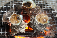 私は特に好き嫌いはなく 何でも食べますが 唯一さざえのつぼ焼きのグロ Yahoo 知恵袋