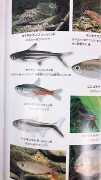 大阪の熱帯魚専門店を 淡水魚のみ または淡水魚 海水魚両方 探しています Yahoo 知恵袋