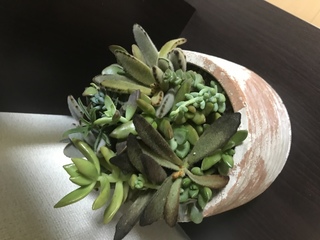 今日多肉植物の寄せ植えをもらいました 黒く変色しているのですが Yahoo 知恵袋