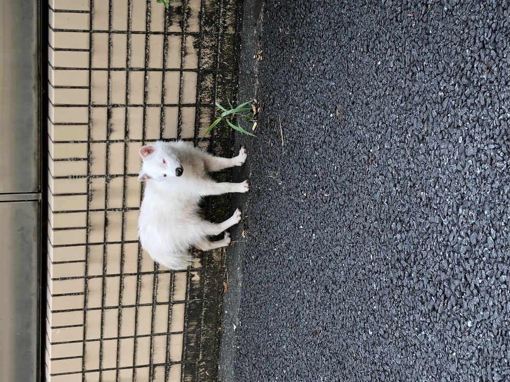 動物に詳しい方 教えてください 豊島区と新宿区の区境あたりで このような Yahoo 知恵袋