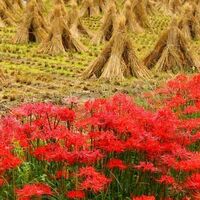 北海道で生まれ育った方にお伺いをいたします 彼岸花は北海道では自生 栽 Yahoo 知恵袋