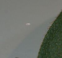 小さい待ち針のような形の細い糸の先に白い物がついた虫の卵を見かけました Yahoo 知恵袋