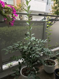 地植えしているジューンベリーがとても大きくなってしまいました 12月 2月が剪 Yahoo 知恵袋